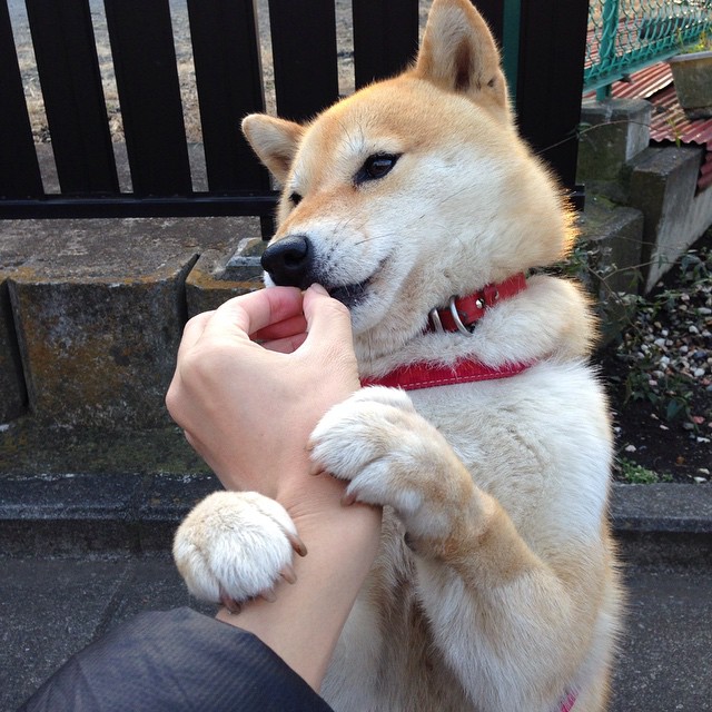 kaiyun体育综合-_老鹰队快攻犀利，赢得关键比赛_，老鹰队打法