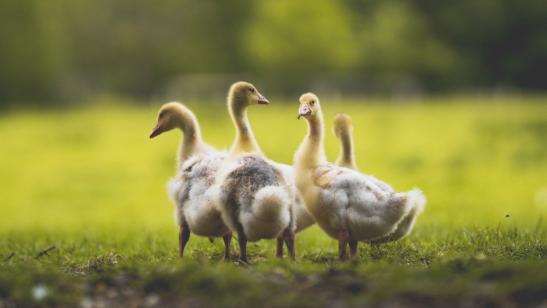 开云kaiyun-“星光璀璨：年度最佳明星秀盘点”，2020星光奖