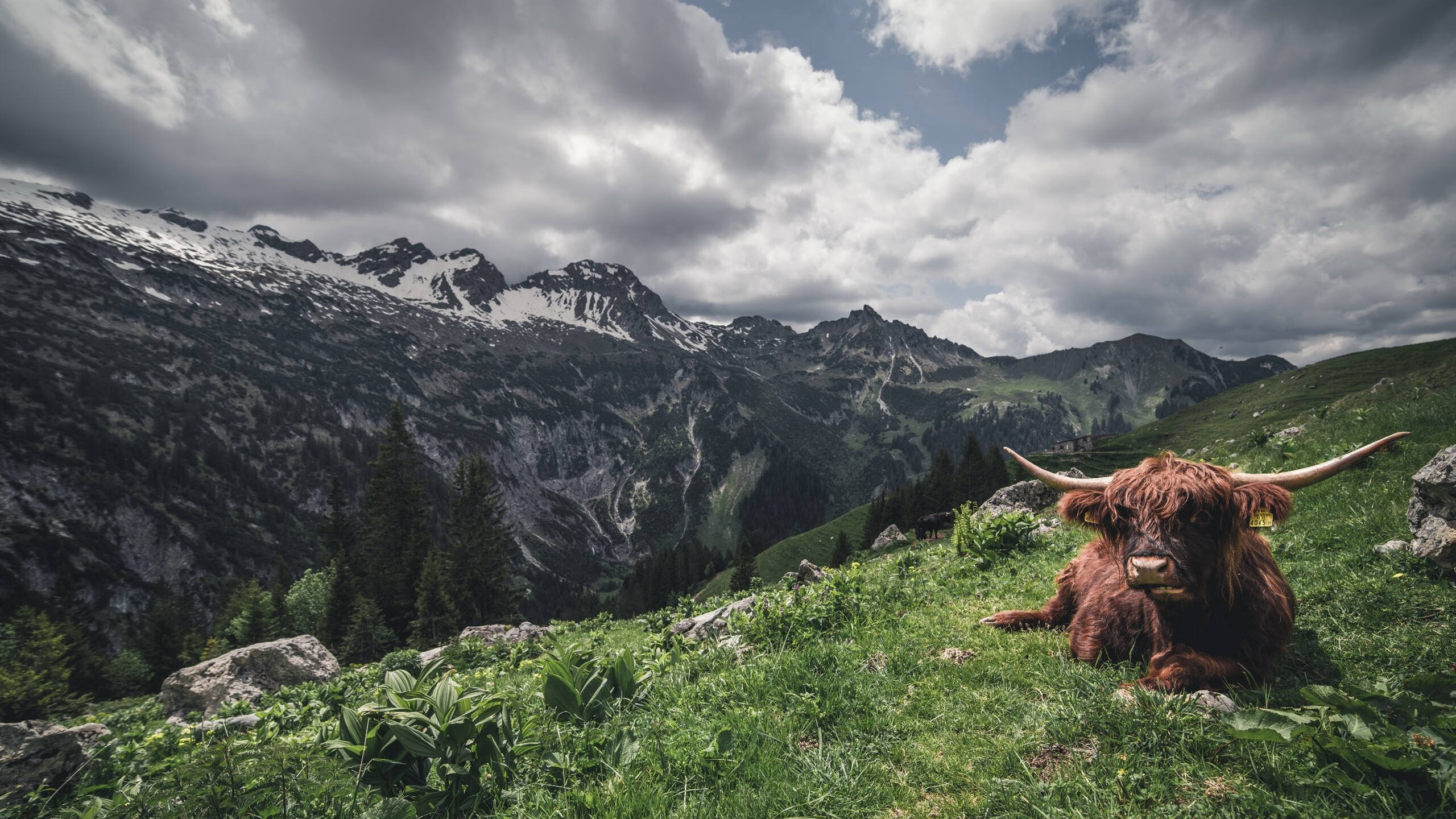 【球桌养护】专业人士传授台球桌保养技巧,桌球台面怎么保养视频
