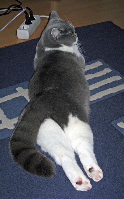 坎帕佐当选西班牙篮球联赛MVP,成为第五位获此殊荣的阿根廷球员,2021西班牙篮球