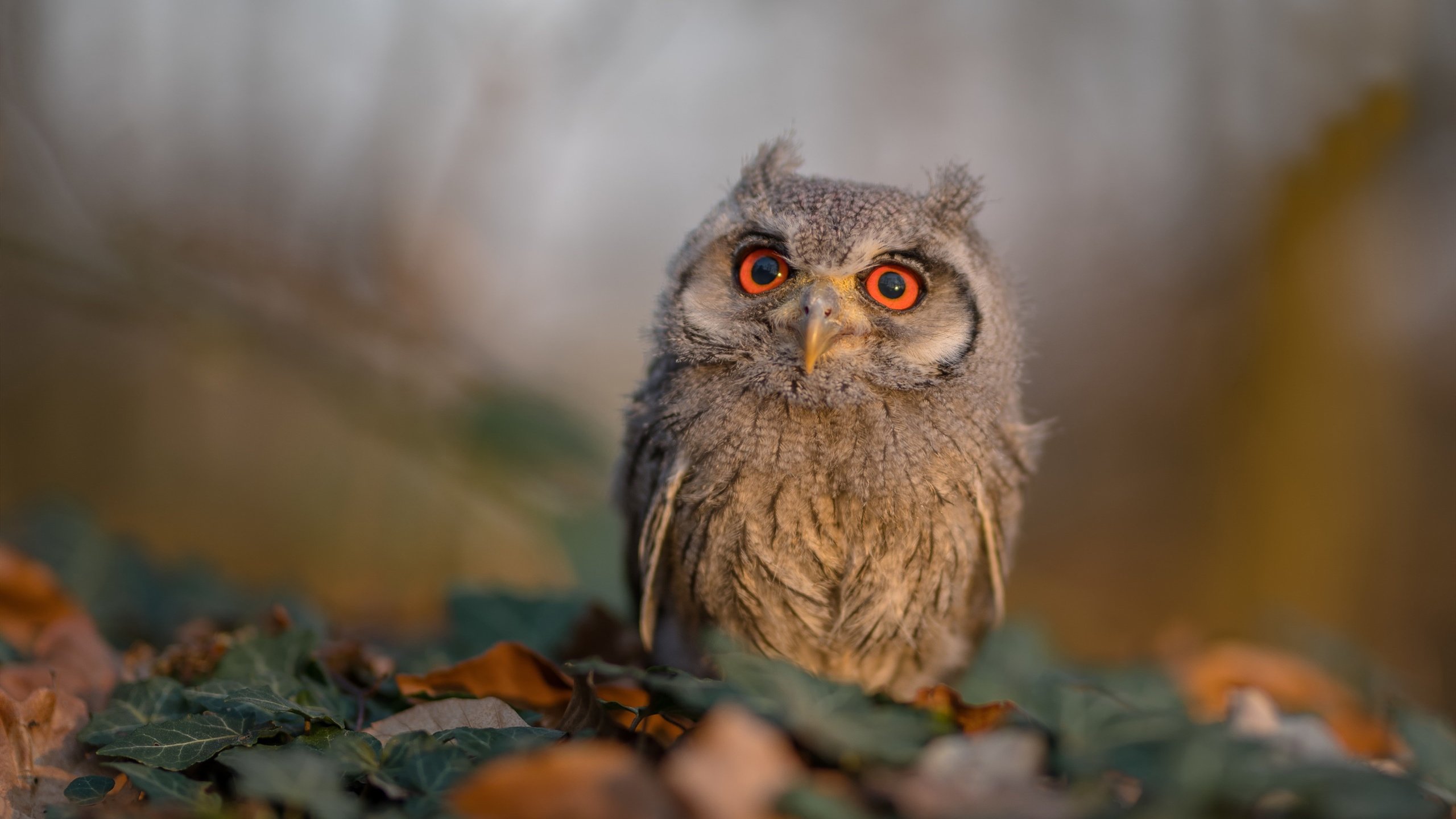 kaiyun中国官方网站-库里： 雷霆万钧般的投篮，点燃季后赛的每一个夜晚！，库里的投篮动作教学