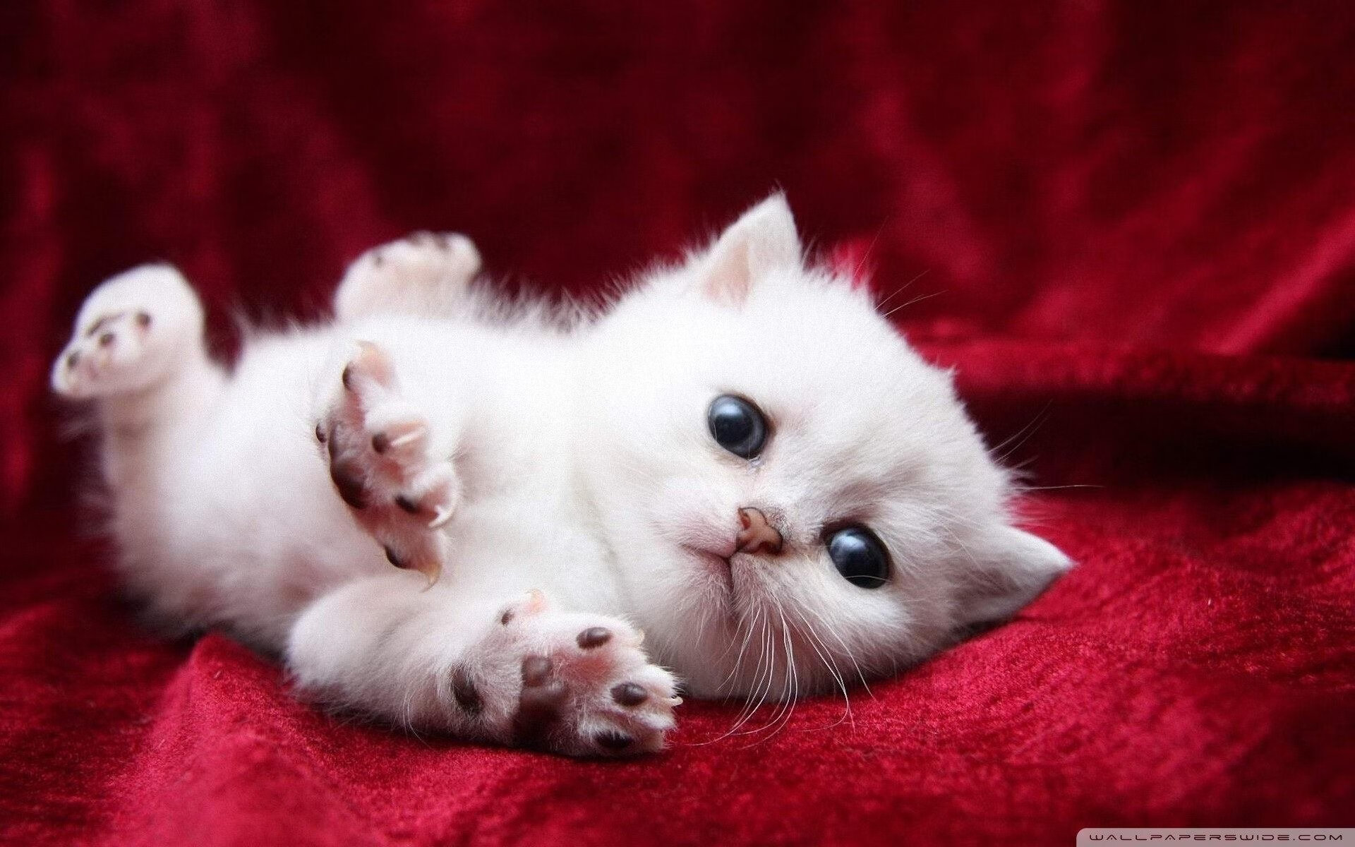 开云网页版-王者荣耀高校联赛开启，校园电竞风云再起，王者高校联赛学校