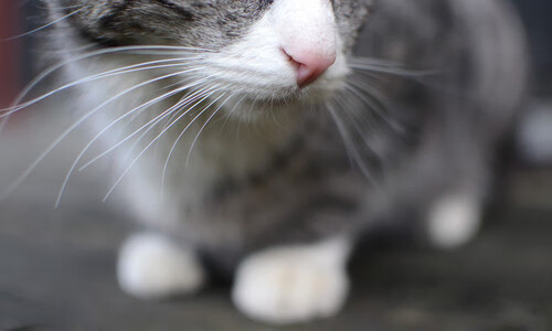 KAIYUNAPP-高山攀岩惊险比赛，追求巅峰的勇气，高空攀岩视频