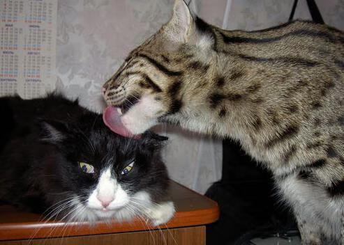 LPL赛区推广运动员科学恢复技术应用