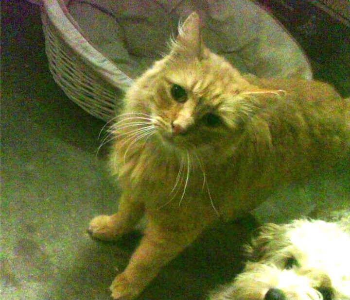 Kaiyun APP-亚眠队在重要比赛中击败对手，继续努力向前，亚眠是哪里