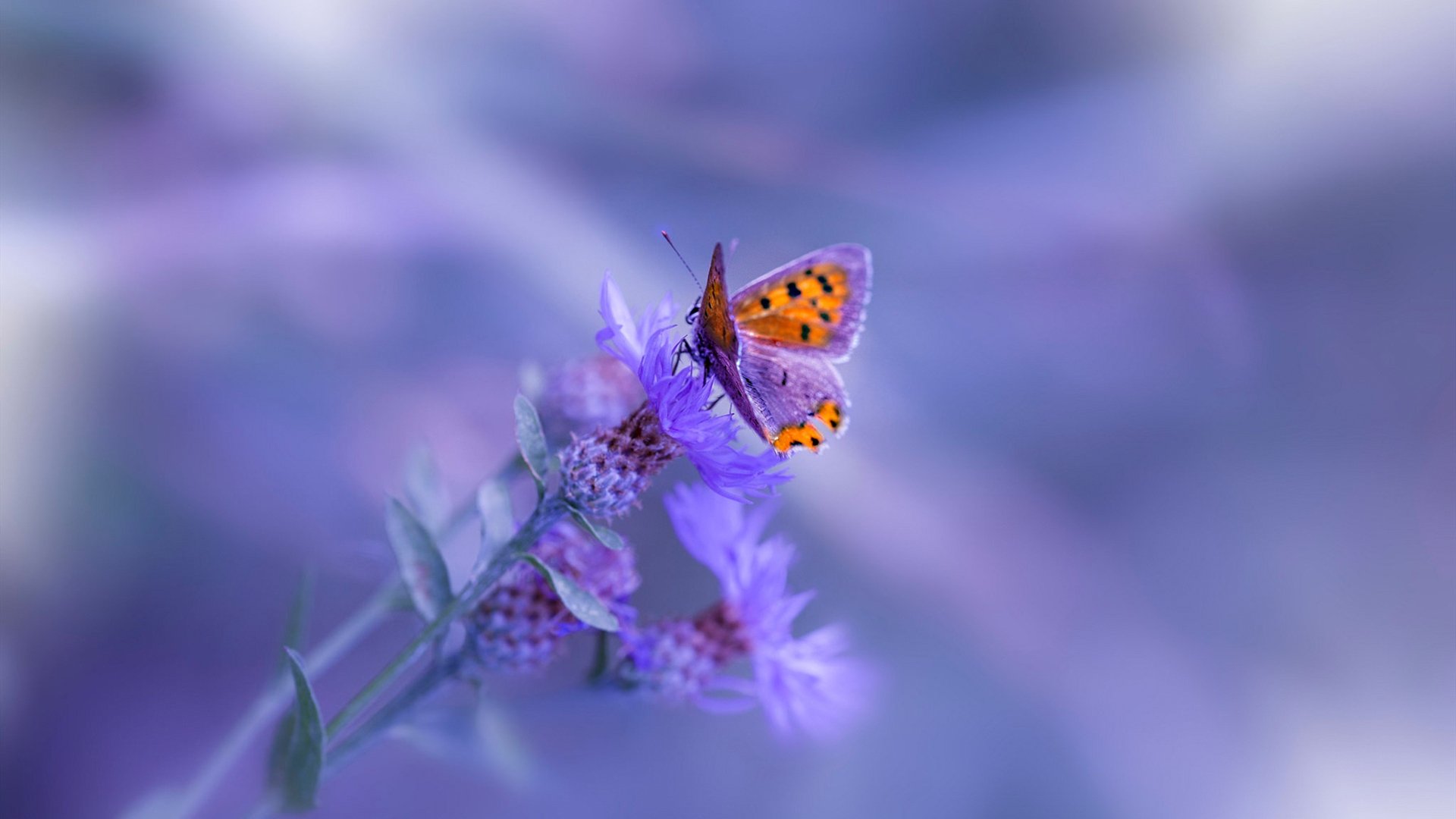 伊朗波斯波利斯防守端表现稳健,波斯和伊朗是什么意思