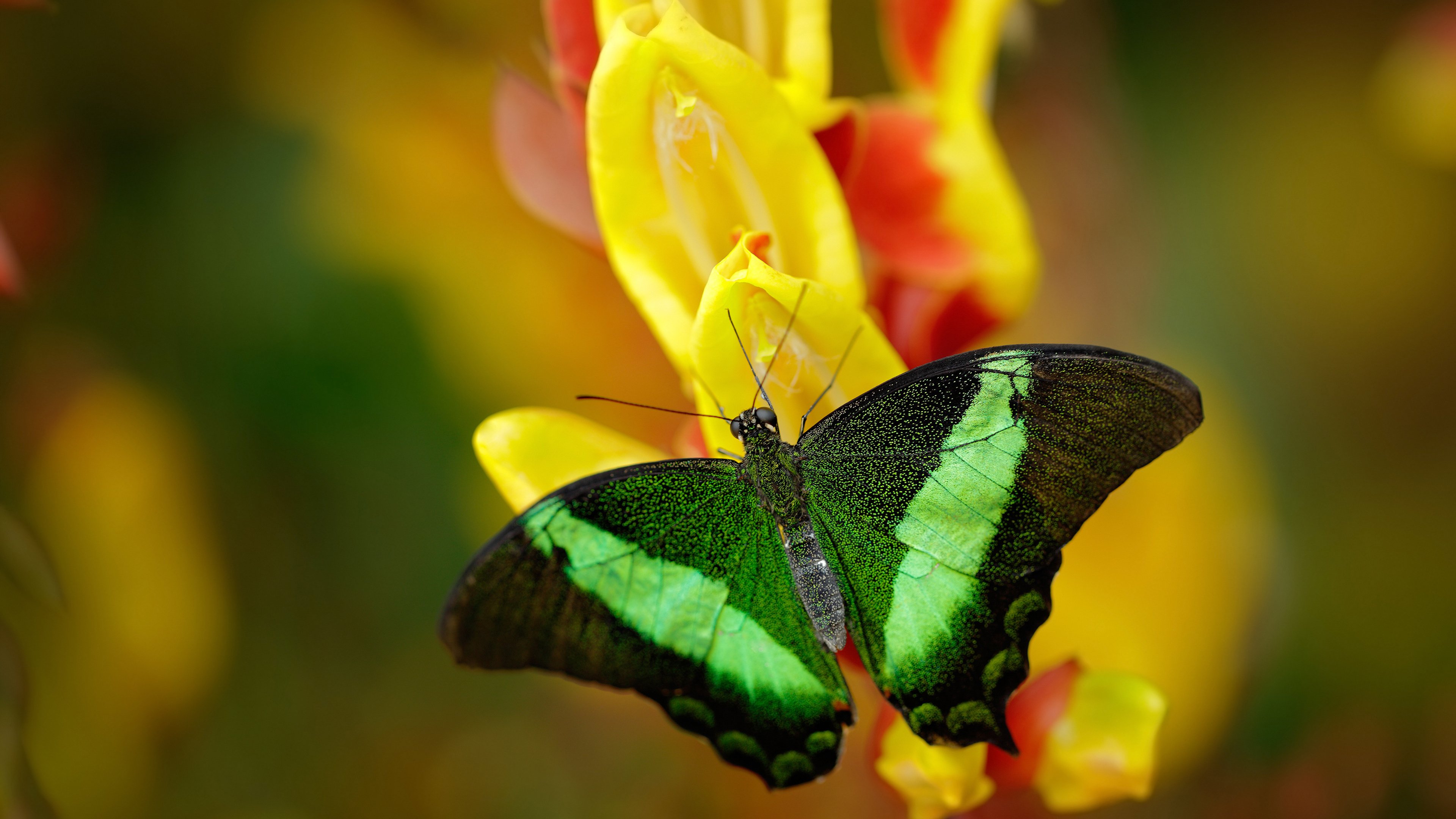 Kaiyun官方登录入口-双雄争霸！欧洲强队之间的对决备受期待，争霸欧洲杯