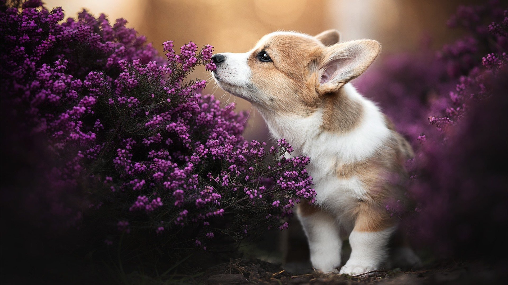 女排全明星赛火热举行,李盈莹技惊四座荣膺MVP,李盈莹全国女排锦标赛