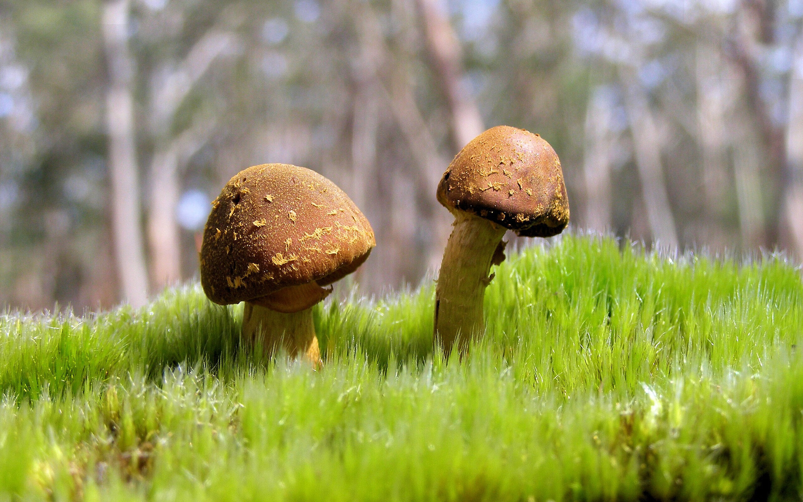 KAIYUNAPP-教练是否应接受球员匿名评分，正式比赛时教练员可以随时请求暂停