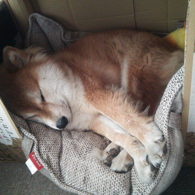 河北华夏幸福门将出色扑救，帮助球队逃过一劫，河北华夏幸福守门员是谁