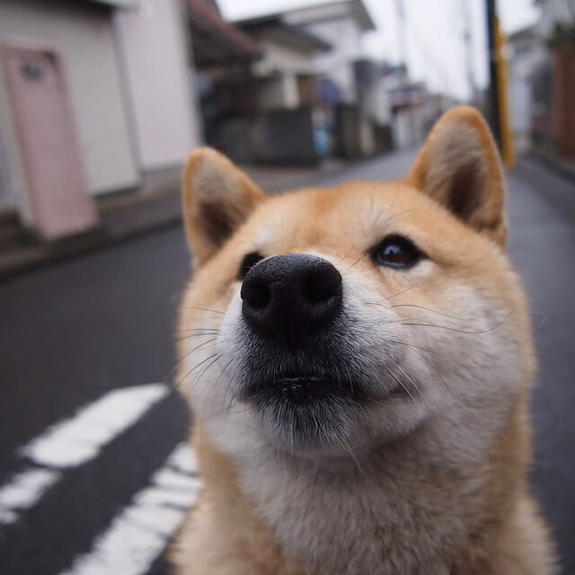 法国男足主帅下课传闻四起,法国男足主力阵容