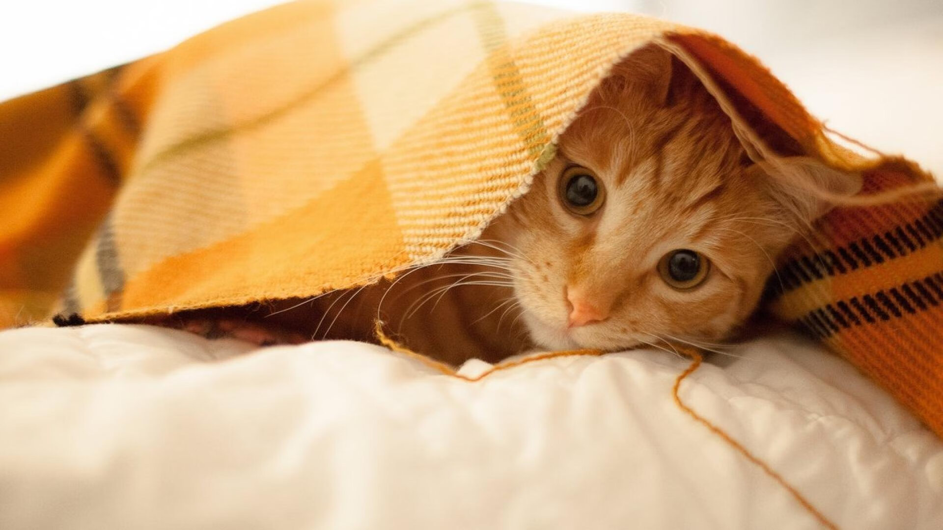 kaiyun体育app-焦点田径跳高技术演变与得分要点