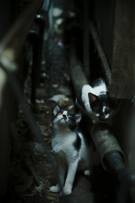 开云官网-莫尔利诺带领萨索洛，客场轻取切沃，萨莫埃尔