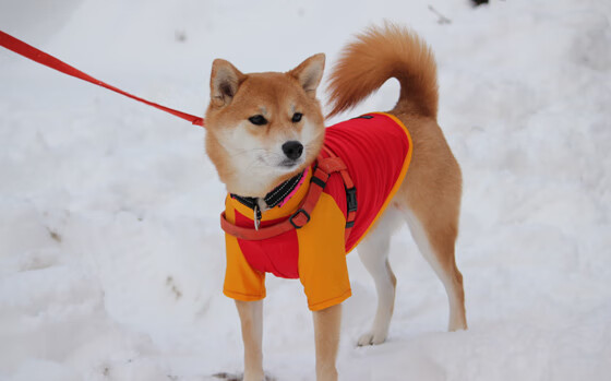 从德比到焦点战：五大联赛主场比赛盘点，五大联赛的德比各有哪些