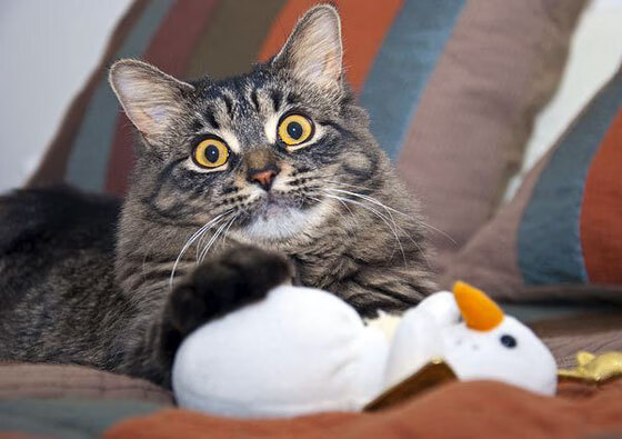 波兰队赛制分析:如何根据比赛的进程调整战术安排,波兰联赛水平