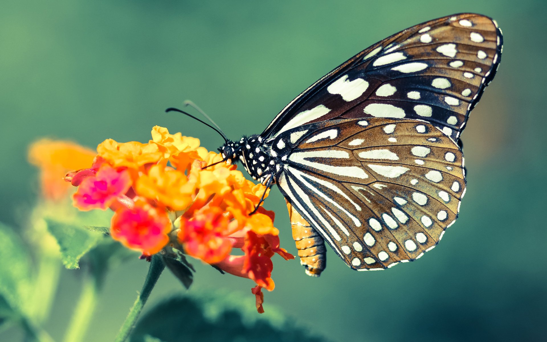 皇家社会控球精度提升扩大控场范围,皇家社会新球场