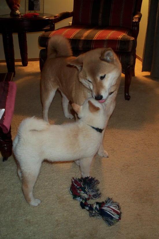 开云体育APP下载-青训体系与职业联赛衔接不畅，青训队和职业队的区别