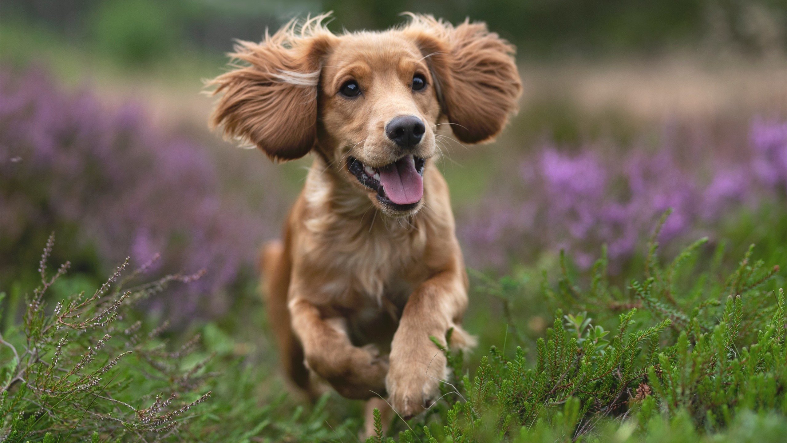 开云·体育官网-世界杯点球大战：紧张刺激，终极决战，世界杯点球大赛