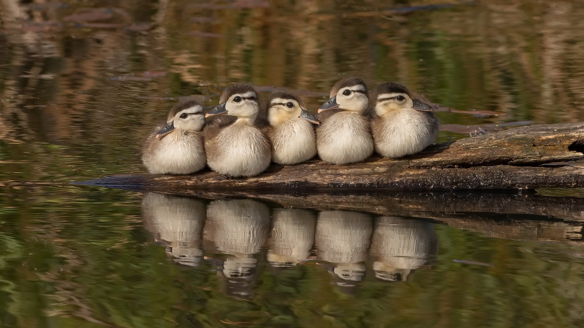 独行侠组织队内战术解说赛锻炼球员表达与理解,独行侠队简介