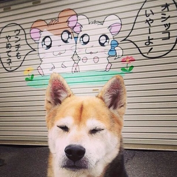 跳水高台项目瑞士完成高难动作,高台跳水比赛